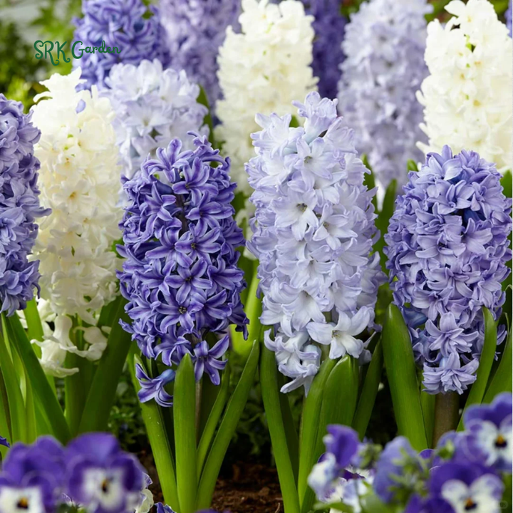 Garden State Bulb Pink Mix Hyacinth Flower Bulbs, Fragrant, Fall Planting