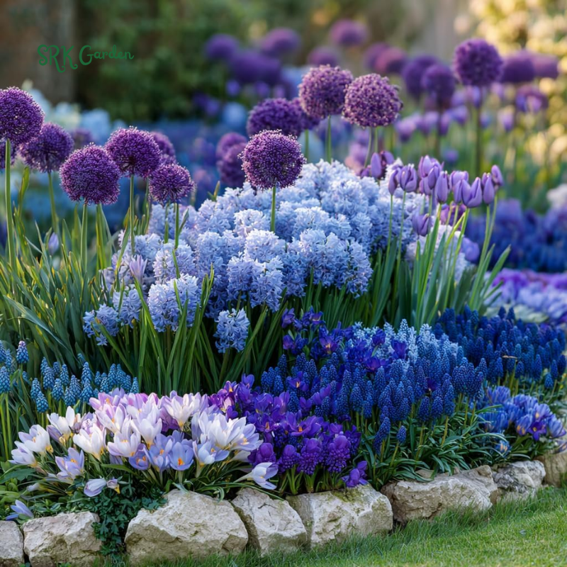 Blue Purple Dream Garden Mix Bulbs Fall Planting 2025 - Alliums, Hyacinth, Crocus, Muscari & Tulip Flower Bulbs, Easy to Plant Perennial Spring Collection