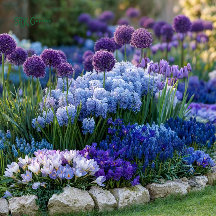 Blue Purple Dream Garden Mix Bulbs Fall Planting 2025 - Alliums, Hyacinth, Crocus, Muscari & Tulip Flower Bulbs, Easy to Plant Perennial Spring Collection