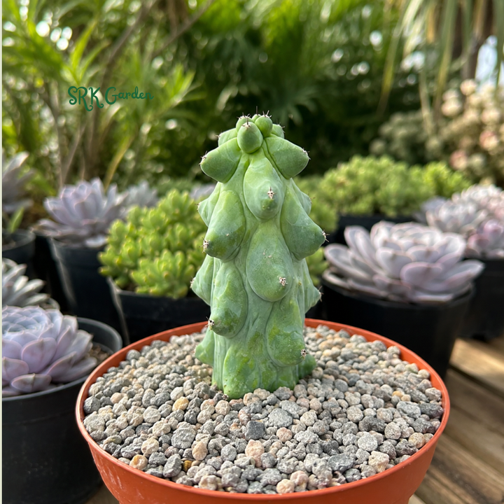 Boobie Cactus | Myrtillocactus geometrizans ‘Fukurokuryuzinboku’ | Rare Exotic Cactus in 4", 6", 8" Pot