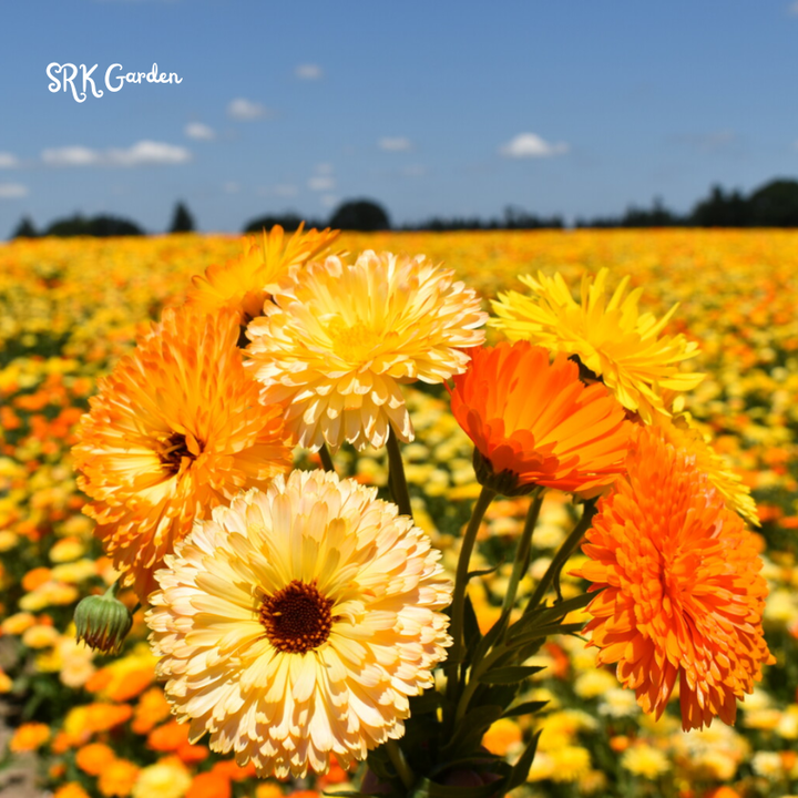 Calendula Pacific Beauty Mix 50 Seeds