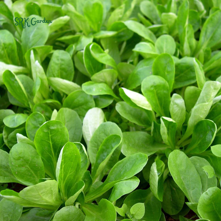 Dutch Corn Salad Seeds | 200 Seeds