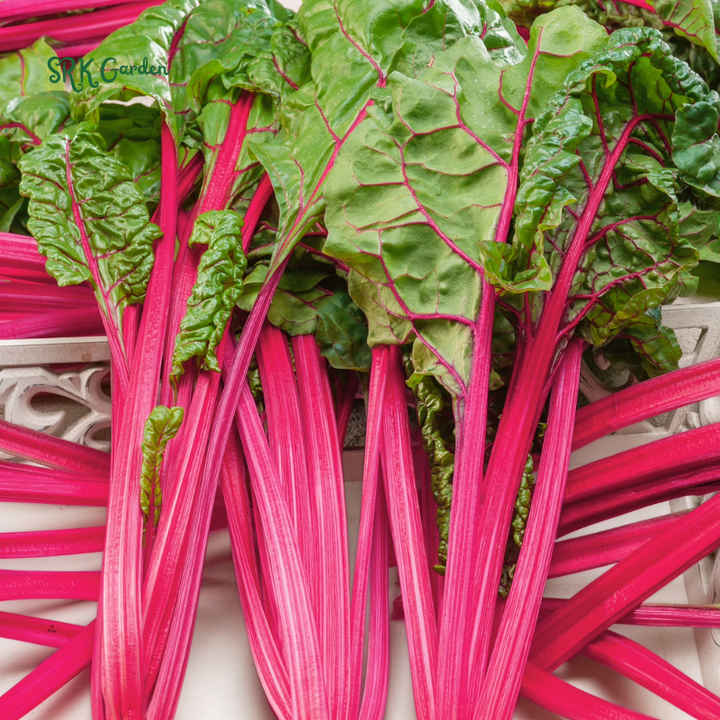 Organic Pink Flamingo Swiss Chard Seeds | 20 Seeds