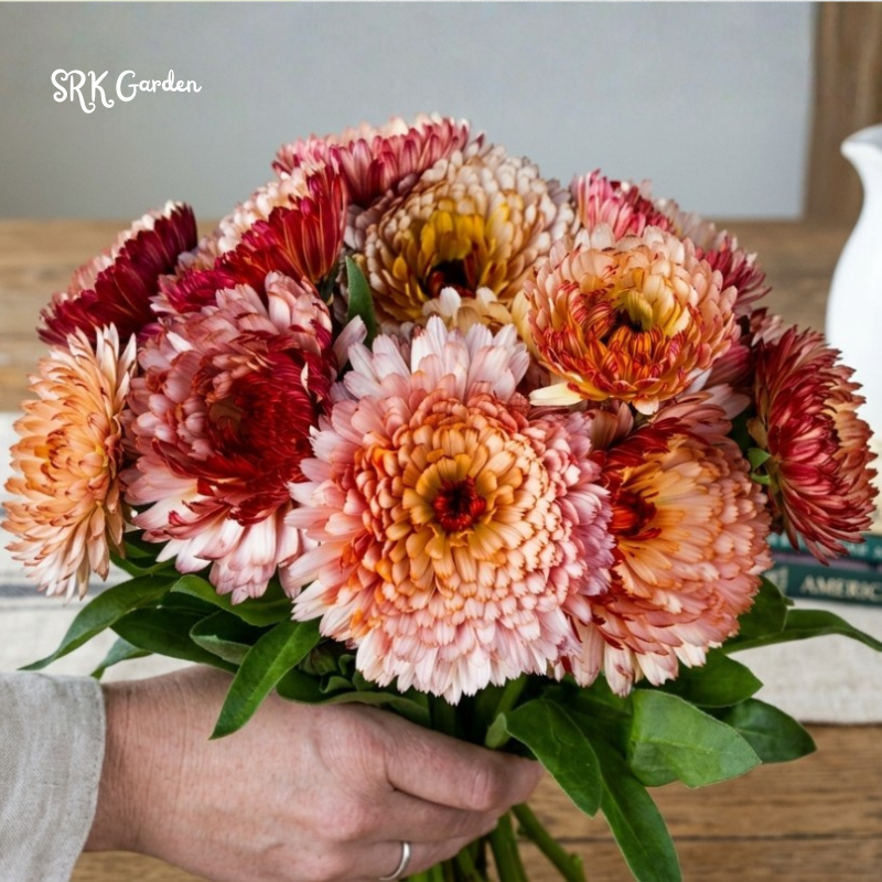 Strawberry Blonde Calendula Seeds Organic 25 Seeds