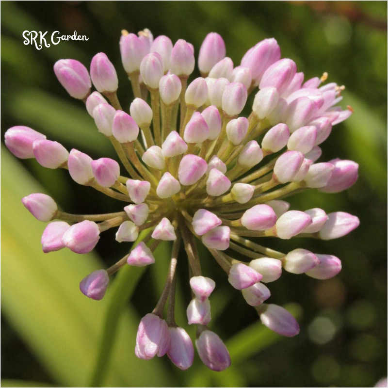 Prairie Onion Seeds | 100 Seeds