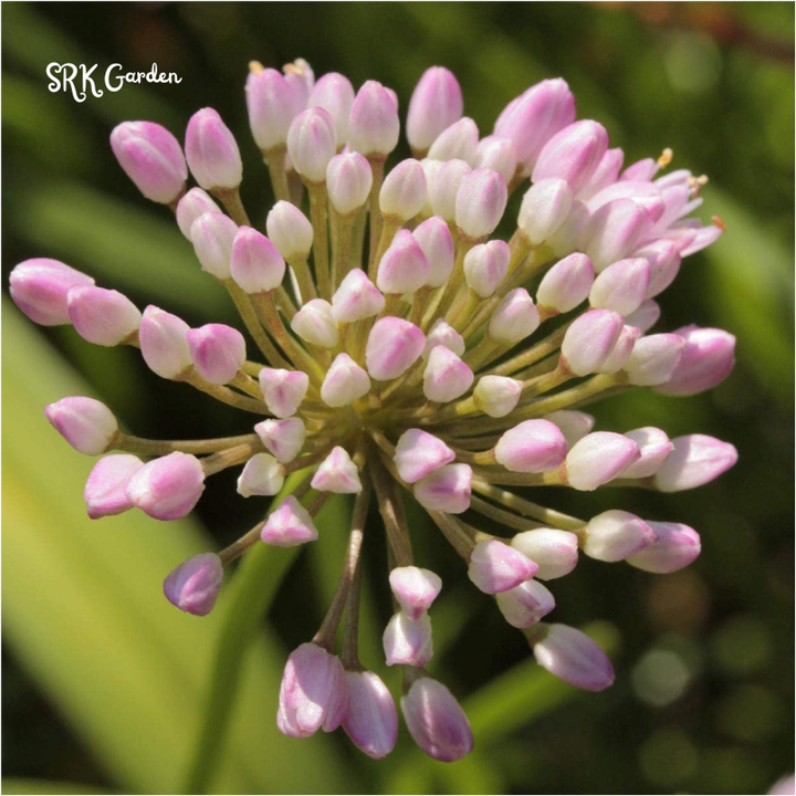 Prairie Onion Seeds | 100 Seeds
