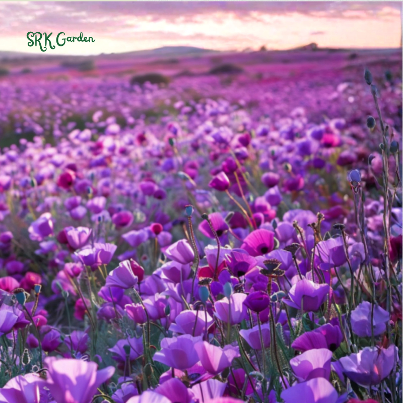 Purple Gleam California Poppy Seeds | 250 Seeds