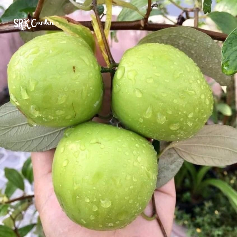 Green Jujube Honey Tree Large Size, Tropical Fruit tree 1-2ft tall