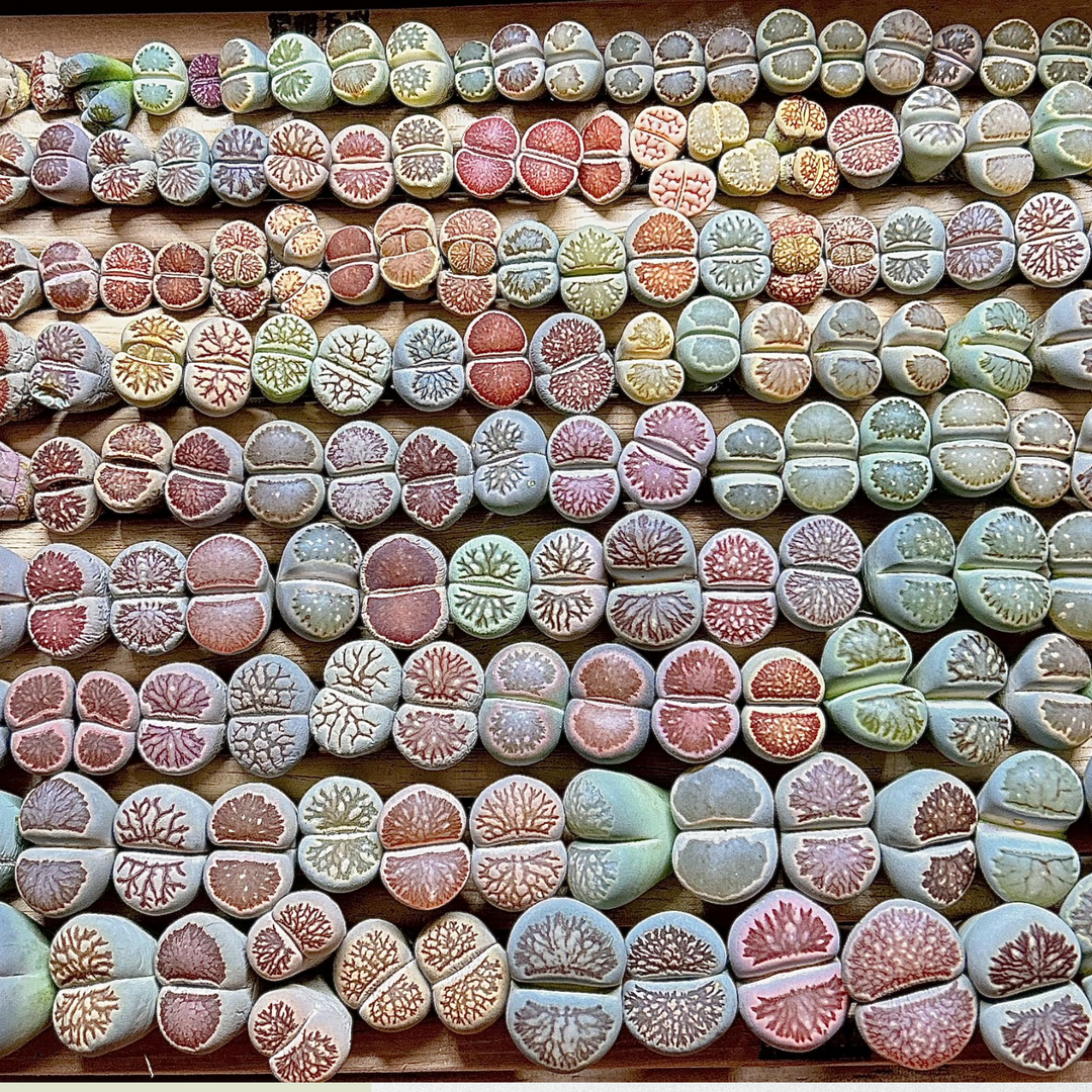 Lithops Living Stone Mix Color Size 0.4" to 0.7"