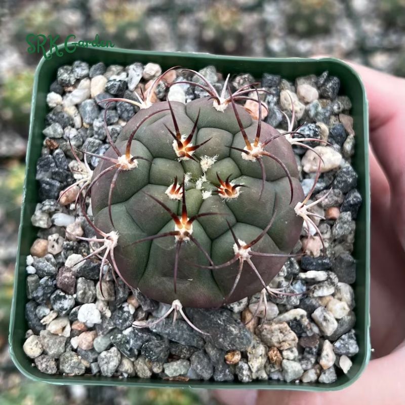 Cactiandexotica Gymnocalycium Saglionis Cactus, Giant Chin Cactus, Live Plant in 3" pot