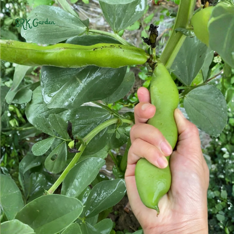 Fava Bean Seeds | 25 Seeds