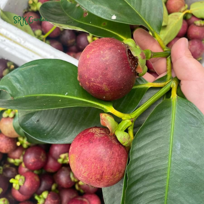Mangosteen (Garcinia mangostana) Mangostan Live Fruit Tree 10" - 24"