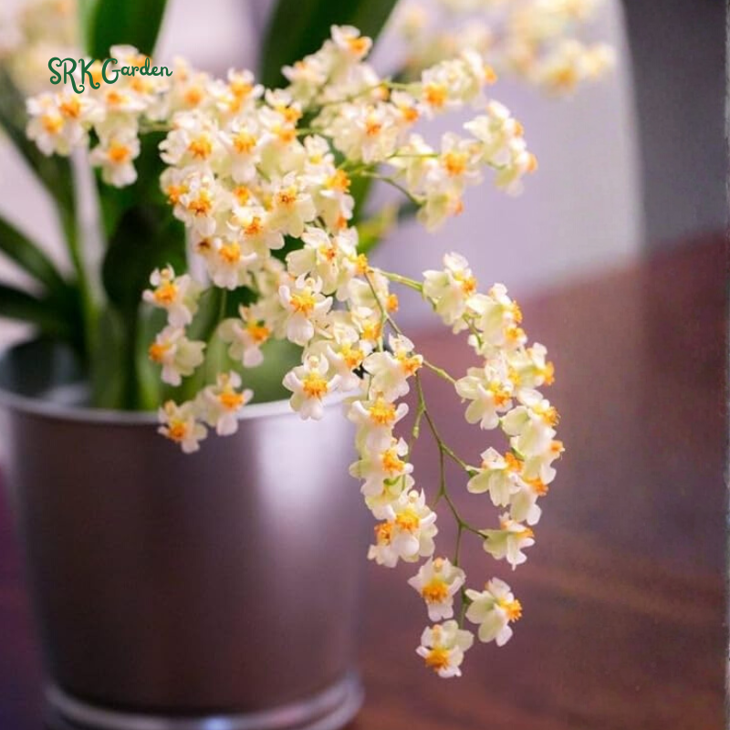 Oncidium orchid twinkle " Pink profusion"| 1 pcs