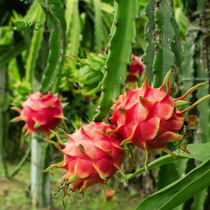 4 Fresh Red Dragon Fruit Live Vine Cuttings