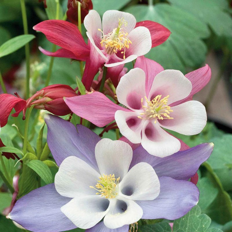 McKana Giants Columbine Flower Seeds |120 Seeds
