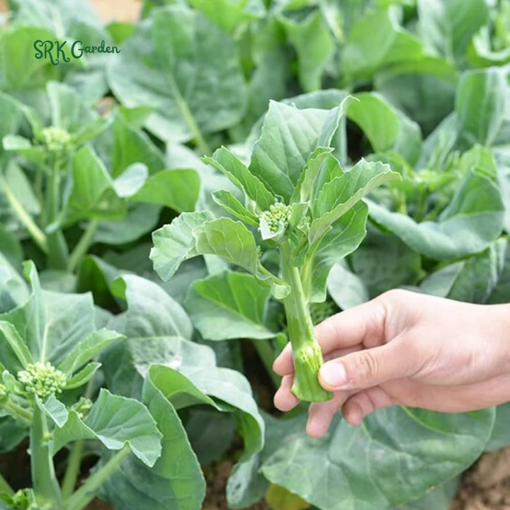Chinese Broccoli - Kailaan | 100 Seeds