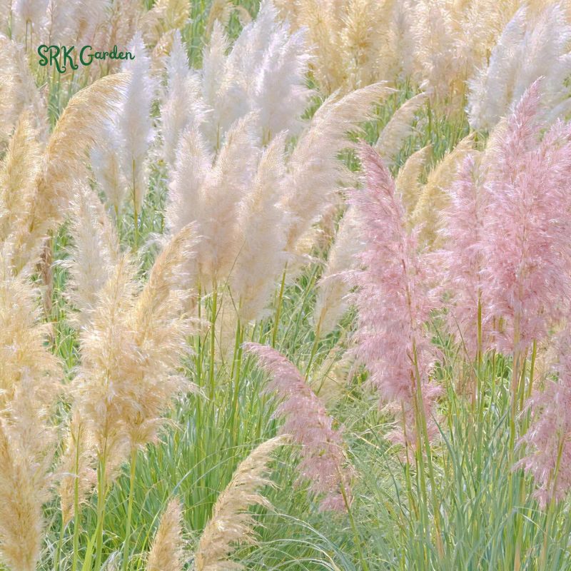 Pink Pampas / White Pampas Grass Seeds | 100 Seeds