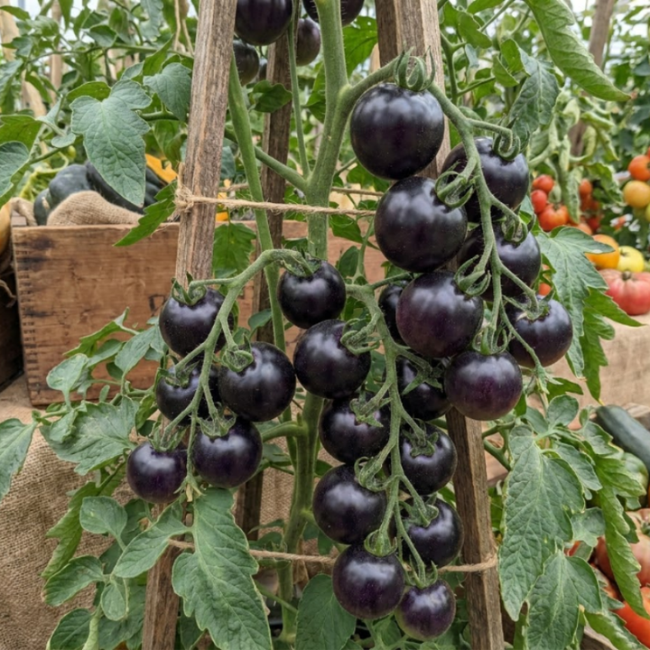 Black & Indigo Tomato Seeds – Black Cherry, Dancing with Smurfs & Indigo Apple