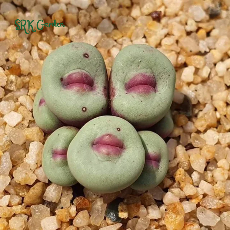 Conophytum pageae. Rare Succulents 20 Seeds