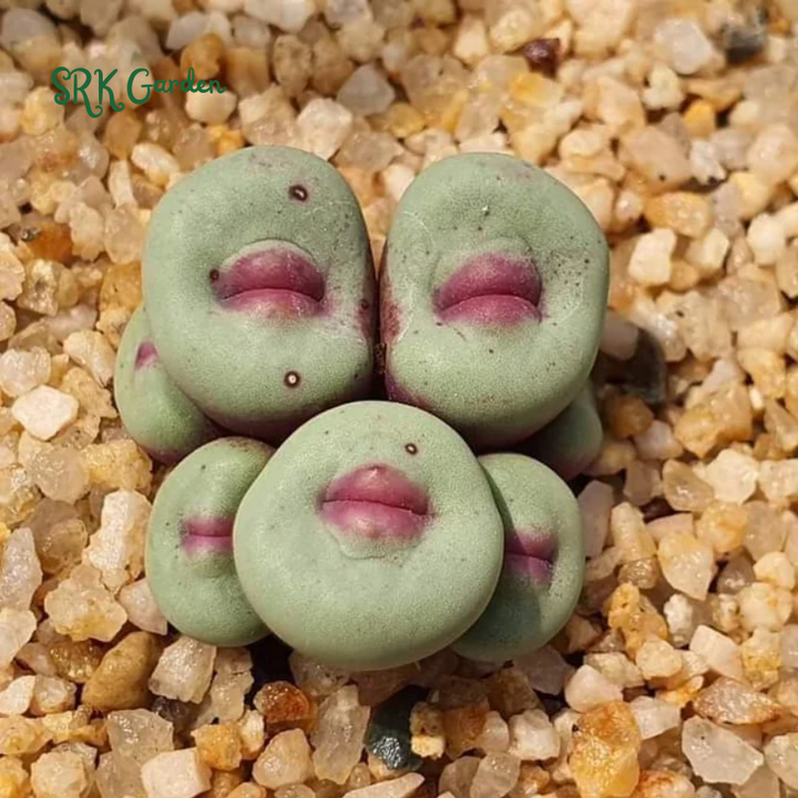 Conophytum pageae. Rare Succulents 20 Seeds