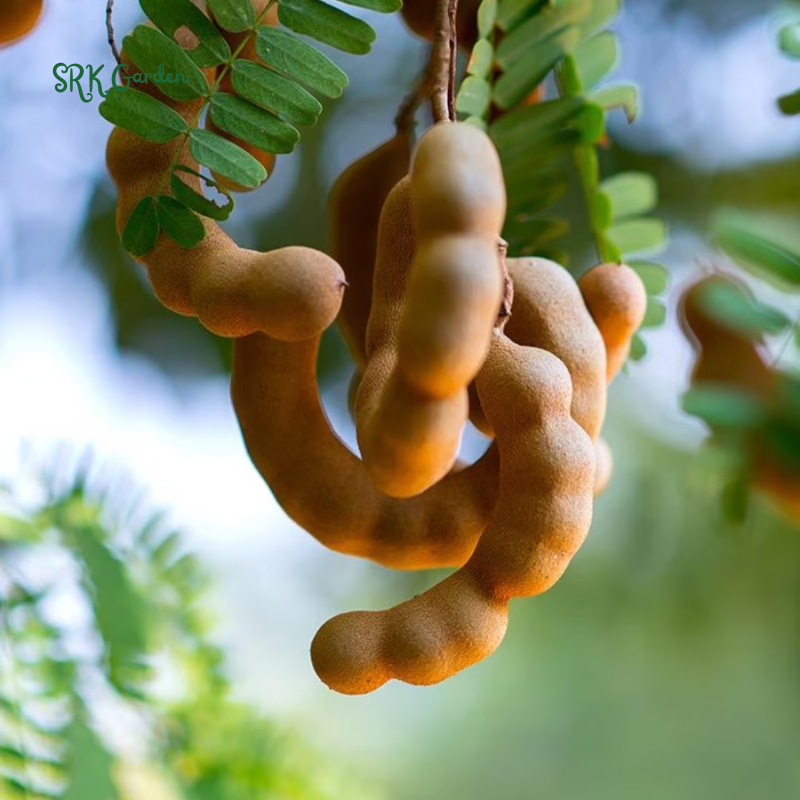 Tamarind Tree Live Plant for Planting, 5 to 8 Inc Tall