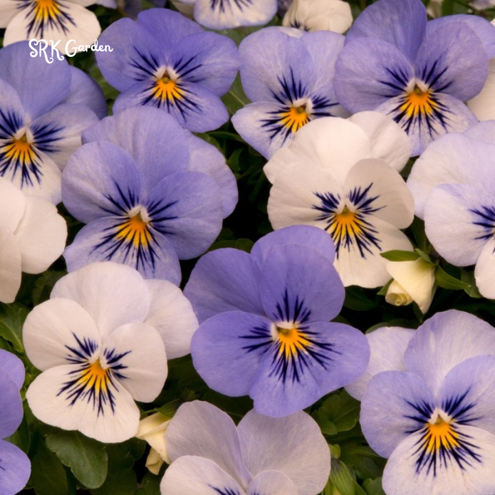 Viola Seeds - Sorbet Series - Yesterday Today Tomorrow 25 Seeds