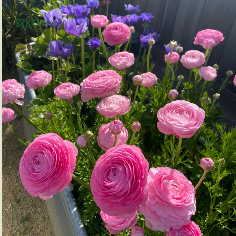Ranunculus Mix Color Bulbs for Planting (20Bulbs)