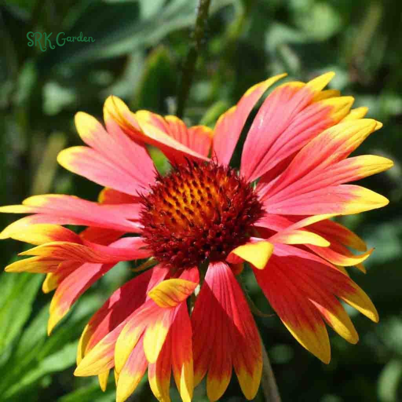 Blanket Flower Seeds, Gaillardia Aristata | 200 Seeds