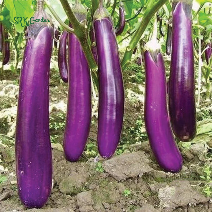 Eggplant Seeds - Purple Shine - Hybrid | 50 Seeds