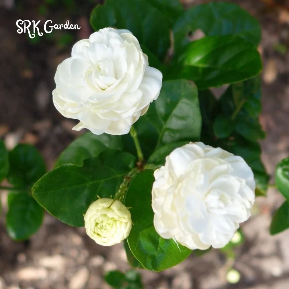Jasmine Grand Duke Fragrance