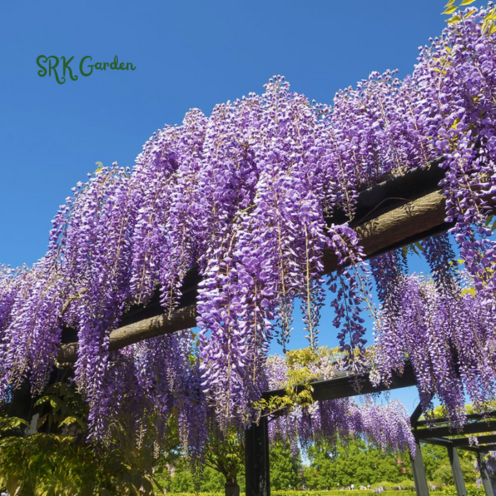 Wisteria Live Tree Seeds for Planting | Live Plants
