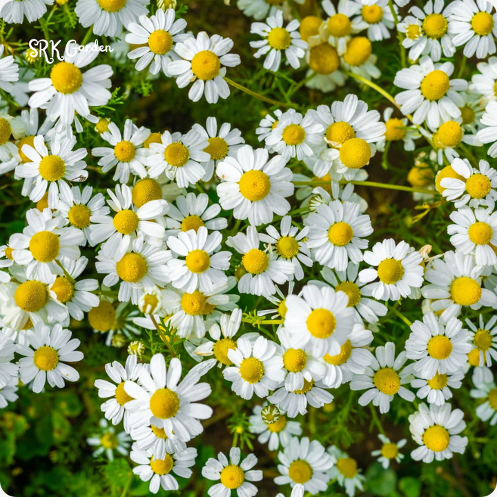 German Chamomile 3500 Seeds