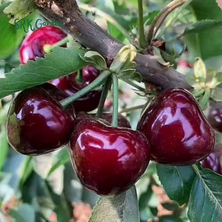 Black Cherry Fruit Tree Live Plant Seedling
