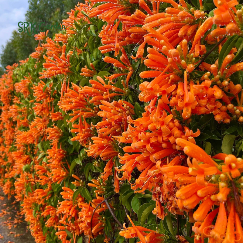 Trumpet Honeysuckle Coral Live Plant - Lonicera sempervirens