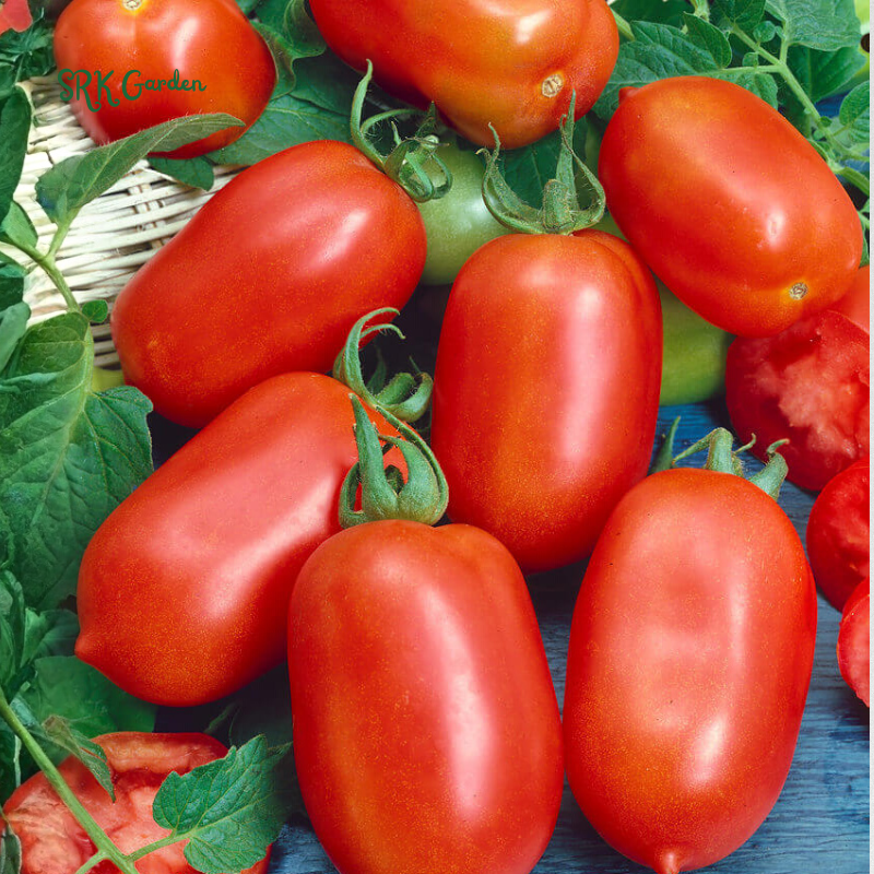 Roma VF Tomato Seeds | 50 Seeds