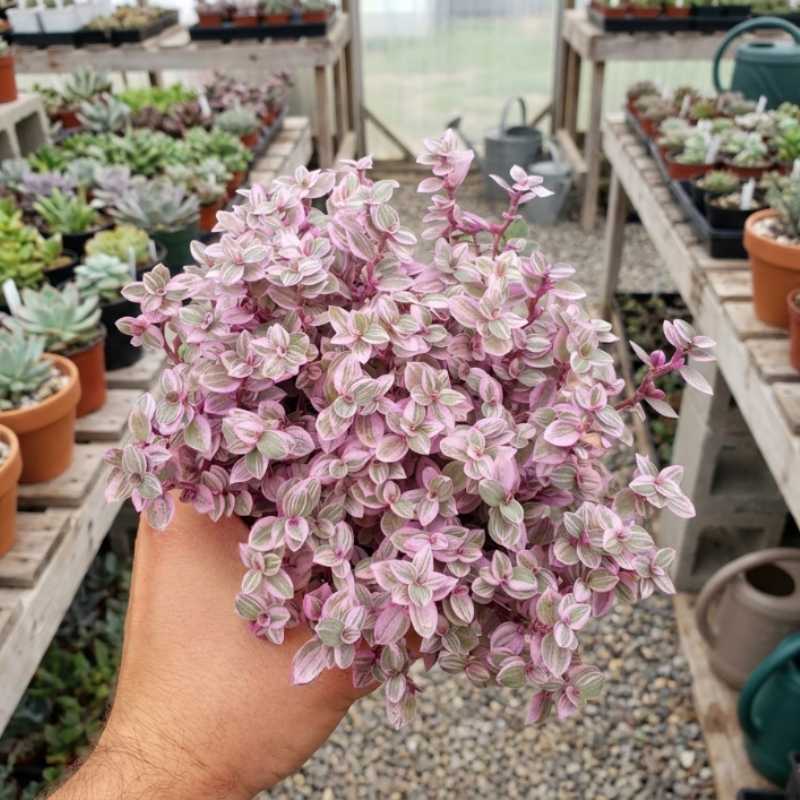 Callisia Repens, Pink Lady Plant, Pink Panther, Creeping Inch Plant, Turtle Vine, Pink Tradescantia, Cute Plant in 2", 4", 6" pot
