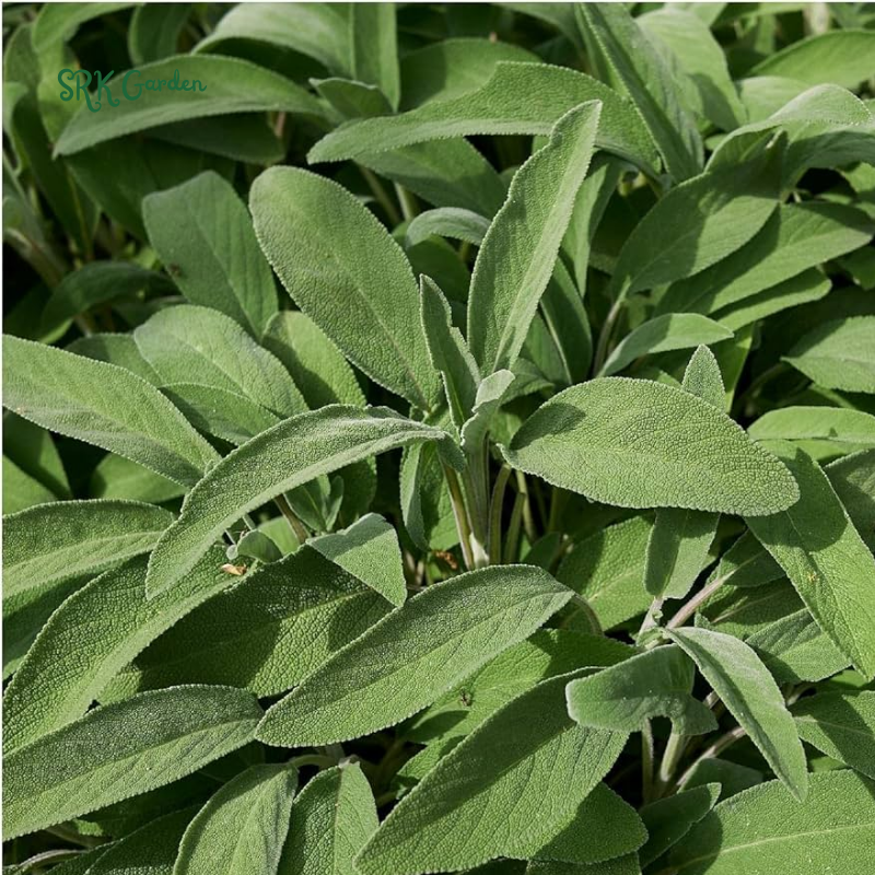Organic Broadleaf Sage Seeds |50 Seeds