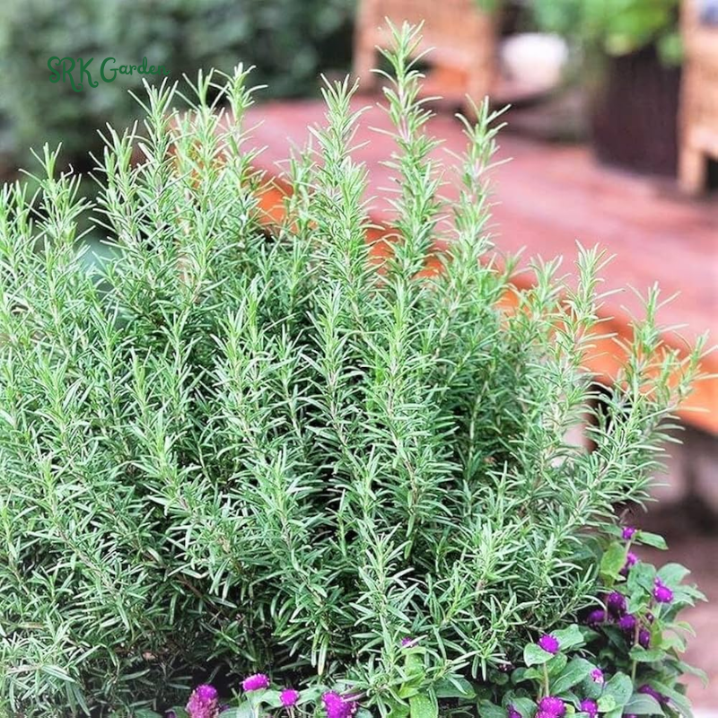 Organic Rosemary Seeds | 50 Seeds