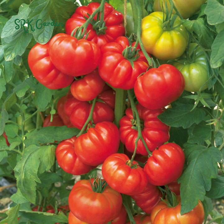 300 Tomato Beefsteak Seeds - Organic, Non GMO - Grow Indoors, Outdoors