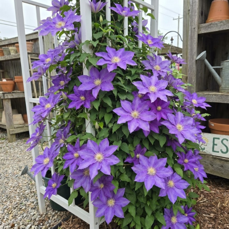 Clematis Seeds – Beautiful Perennial Flowering Climbing Vine
