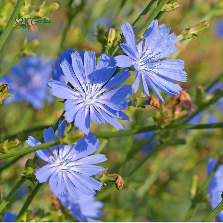 Chicory Seeds for Planting | 200 Seeds