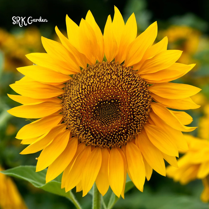 Giant Mammoth Sunflower Seeds for Planting, High Germination, Attracts Pollinators | 200 Seeds