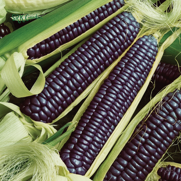 Hopi Blue Corn Seeds | 25 Seeds