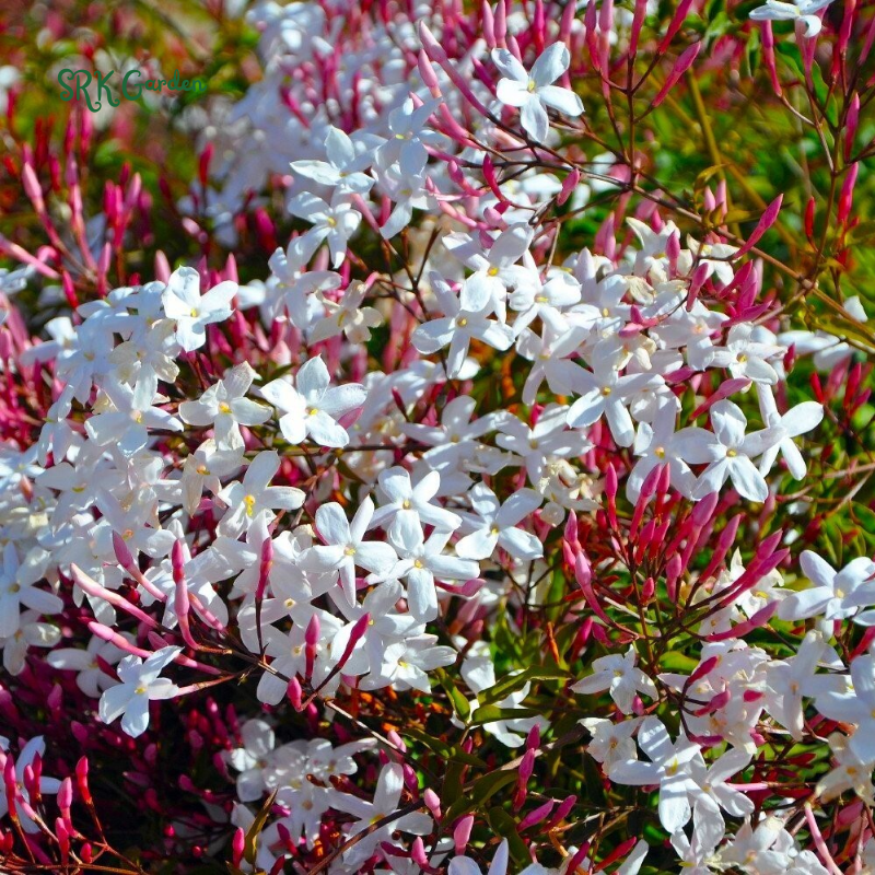 Pink Jasmine Vine Starter Plant in 2" pot