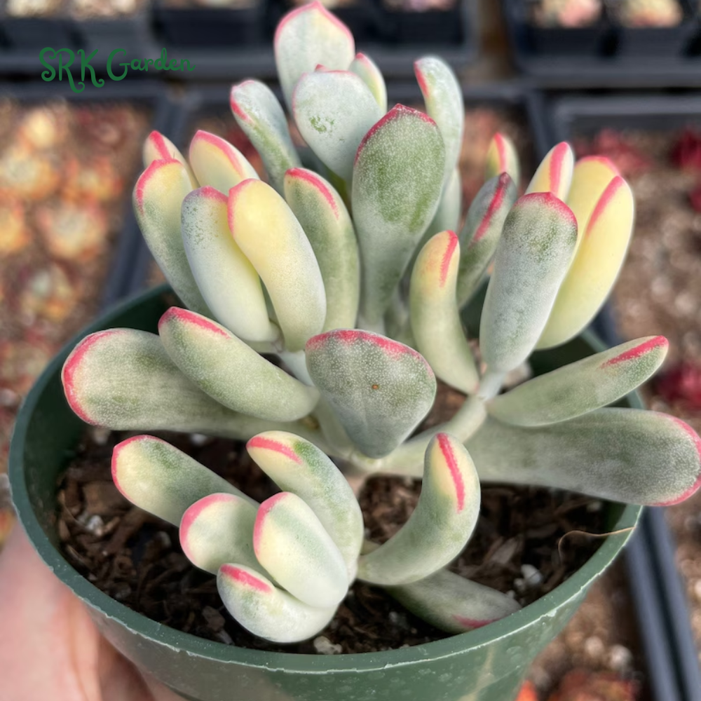 Variegated Cotyledon Orbiculata Long Leaf, Variegated Succulents, Rare Plant in 3", 4" pot