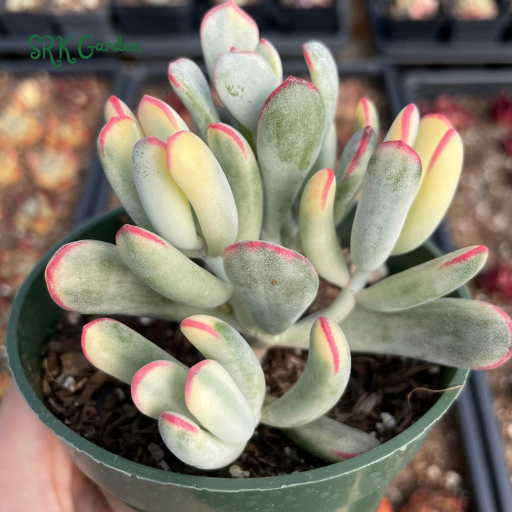 Variegated Cotyledon Orbiculata Long Leaf, Variegated Succulents, Rare Plant in 3", 4" pot