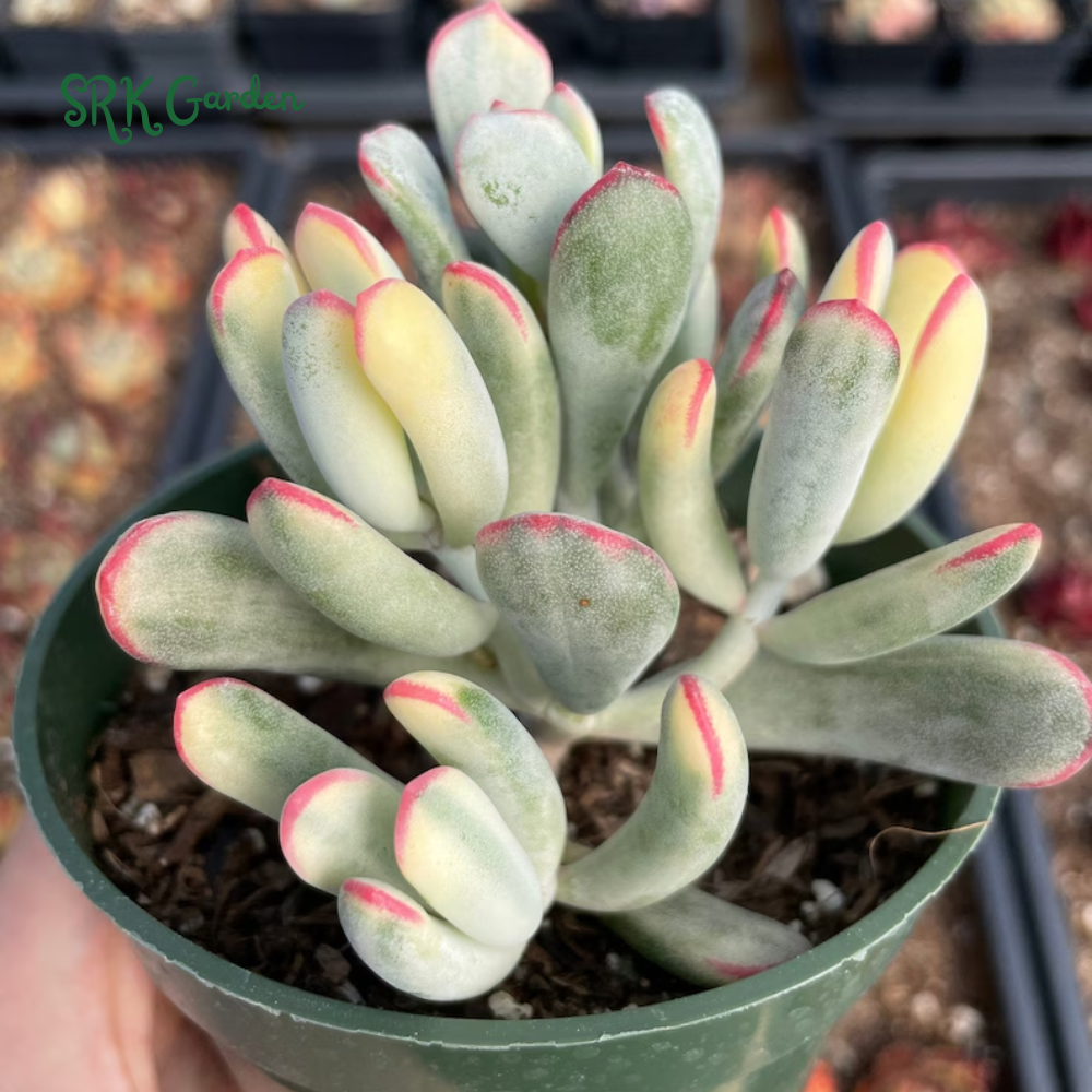 Variegated Cotyledon orbiculata selling