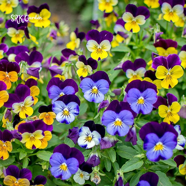 Viola Seeds - Sorbet Series - Mix