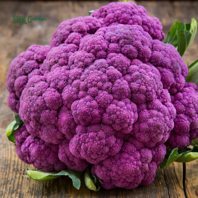 Purple Cauliflower Seeds | 100 Seeds