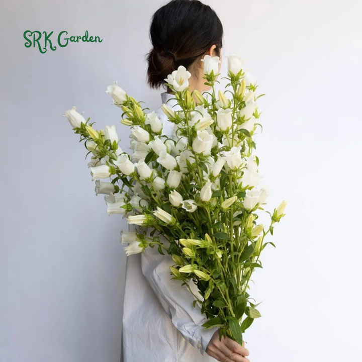 2000+ Mix Cup and Saucer Bell Flower Seeds